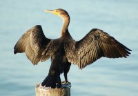 Graculus the Great Green Bird